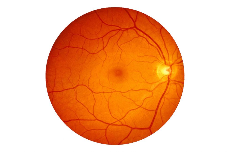 Retina Rods and Cones Eye Care